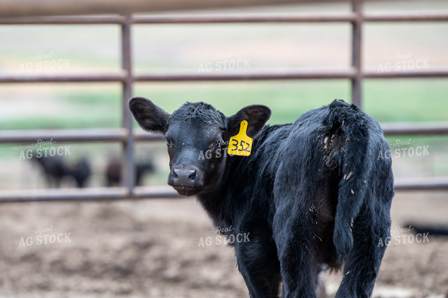 Calf 193023