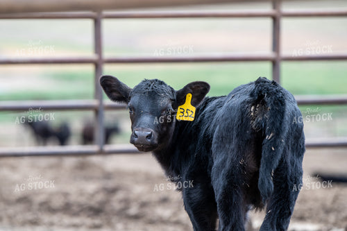 Calf 193023