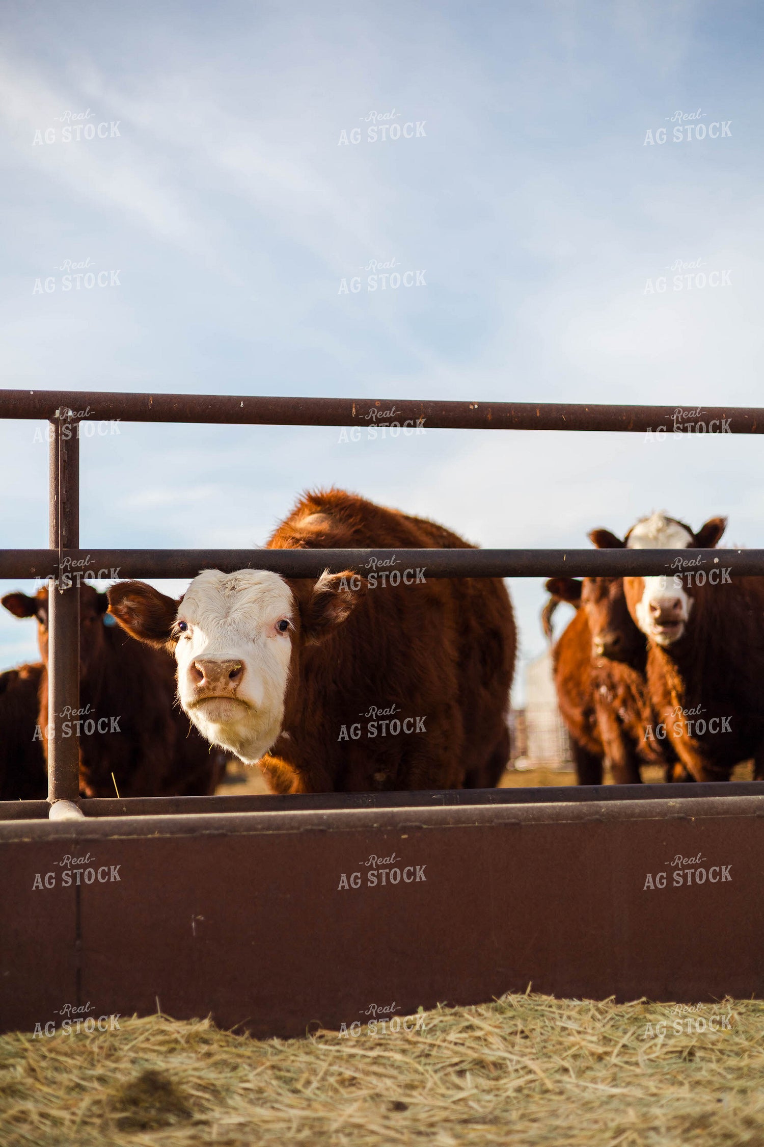 Cattle at Feed Bunk 97259