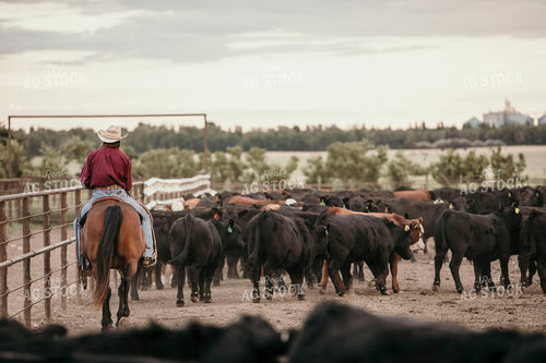 Feedyard 3100