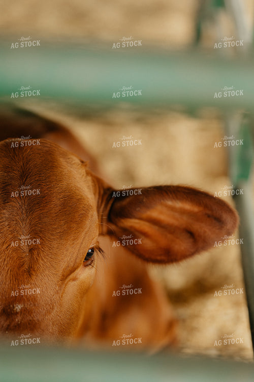 Angus Calf 125255