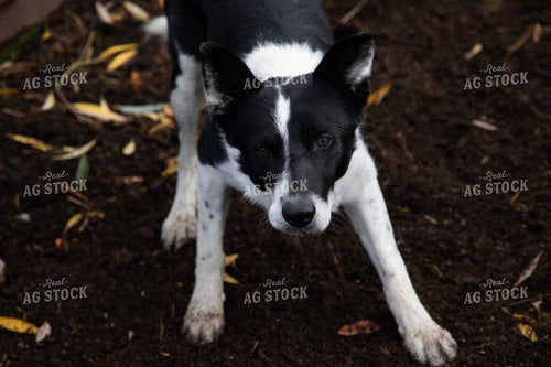 Farm Dog 117136
