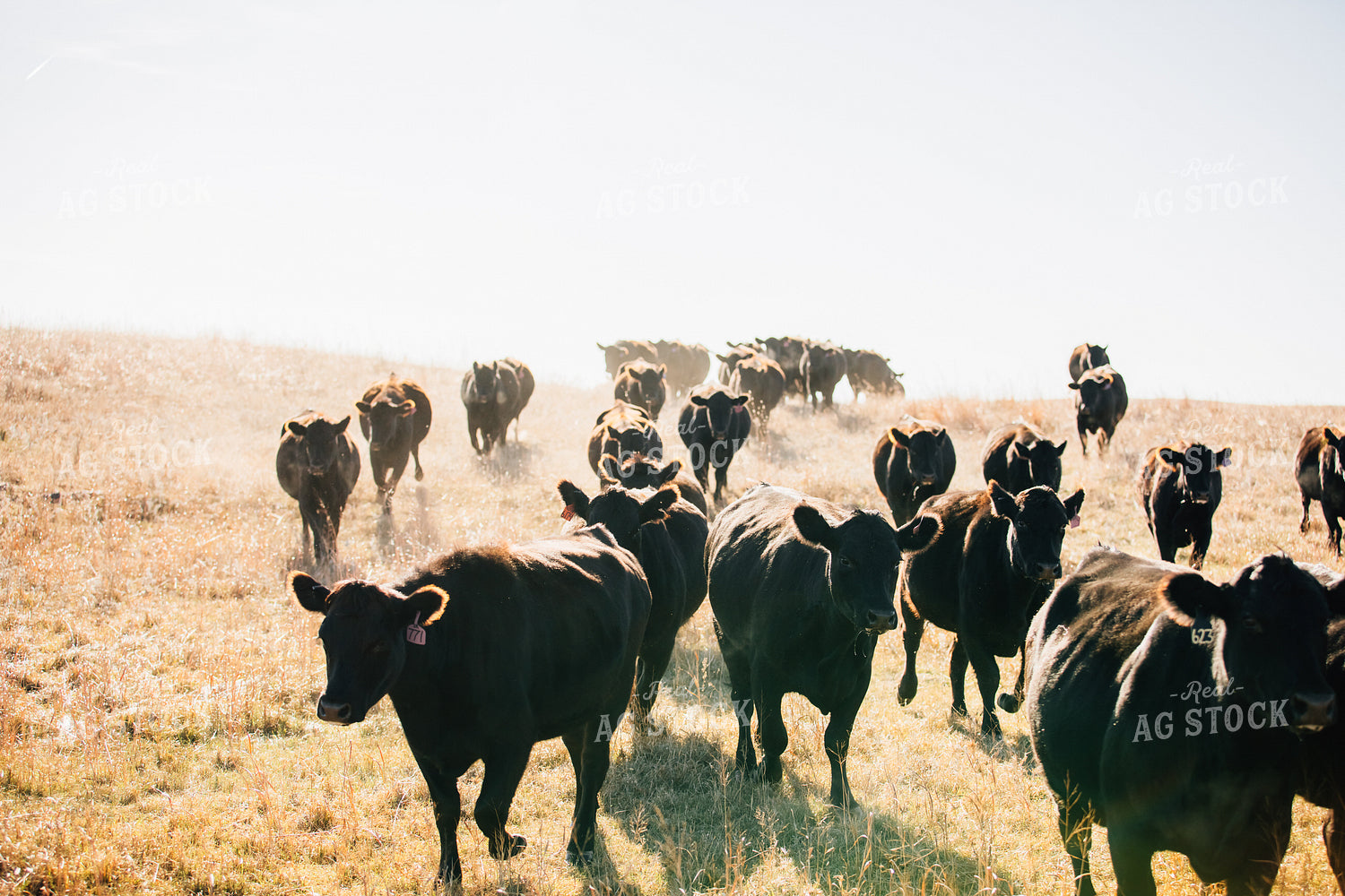 Cattle Trail in Pasture 53072