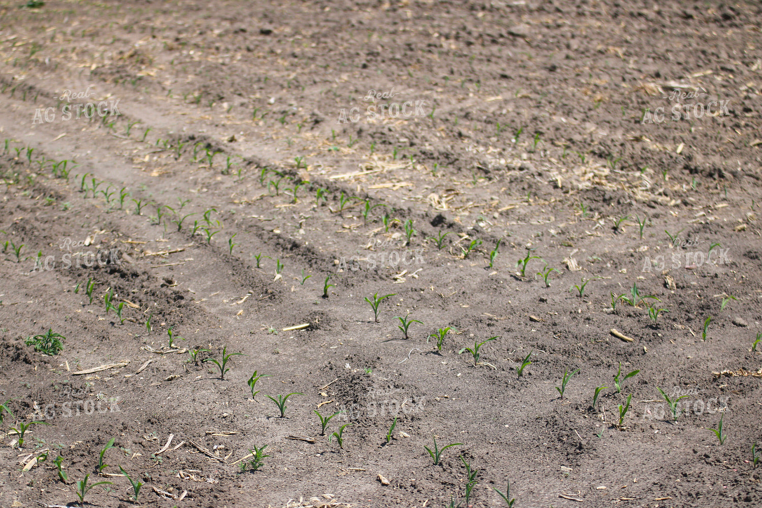 Early Growth Corn Field 82380