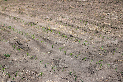 Early Growth Corn Field 82380