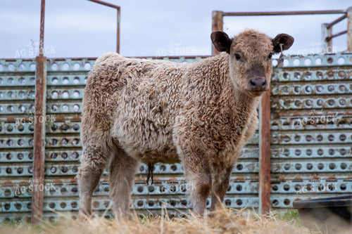 Crossbred Calf 208035