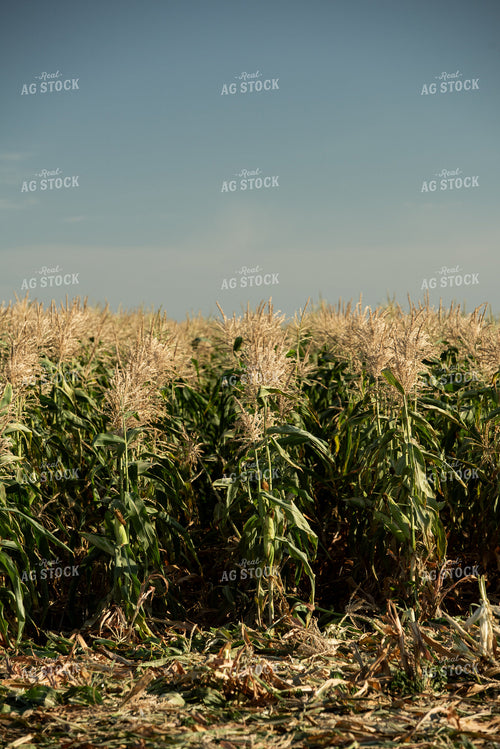 Sweet Corn Field 76654