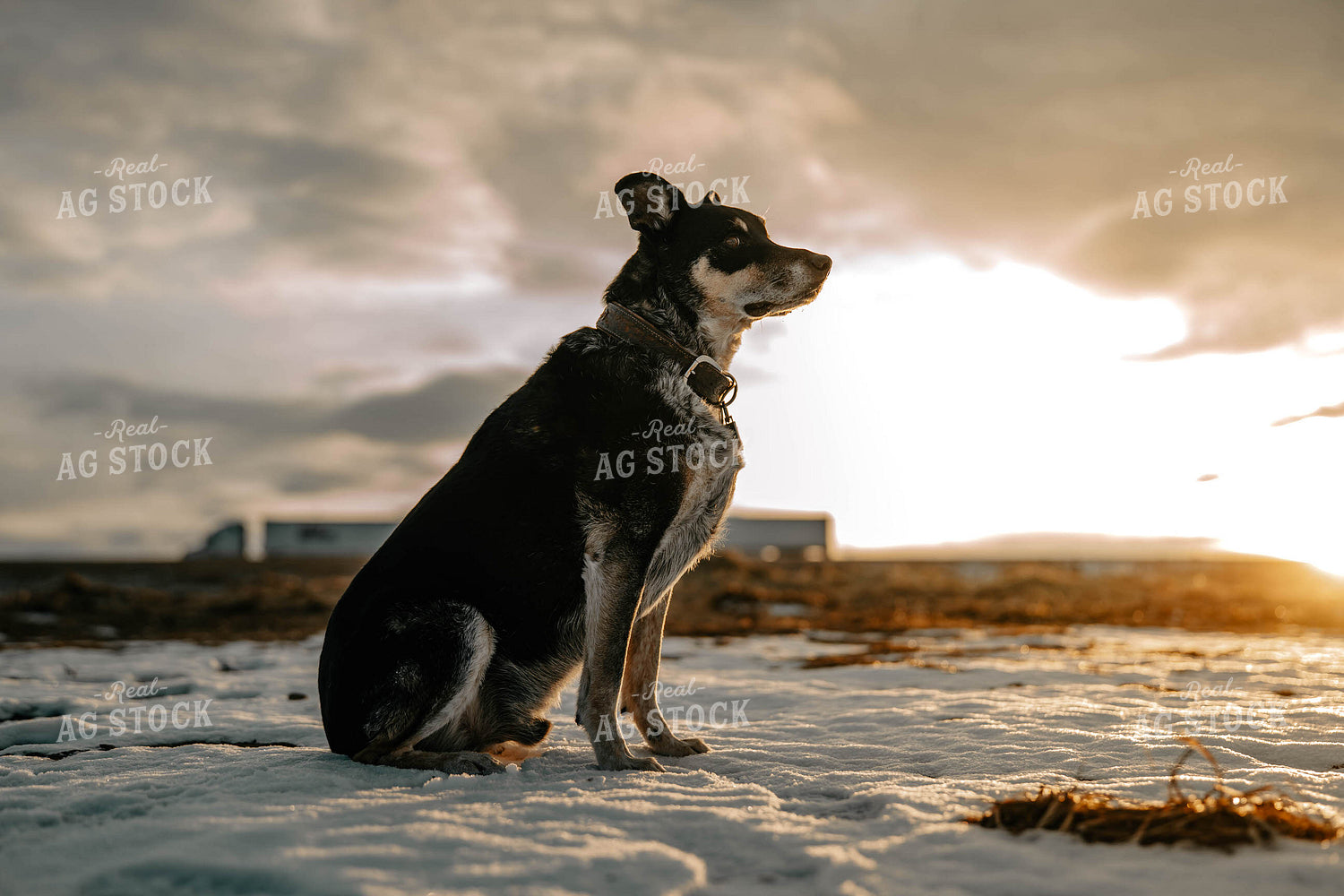 Cow Dog 58372