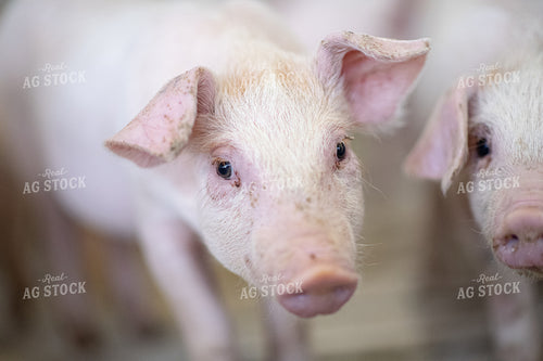 Piglets 168011