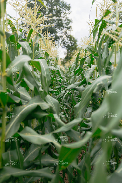 Corn Field 295205