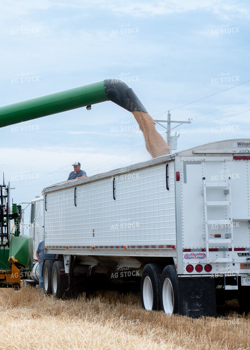 Unloading Grain into Semi Truck 103020