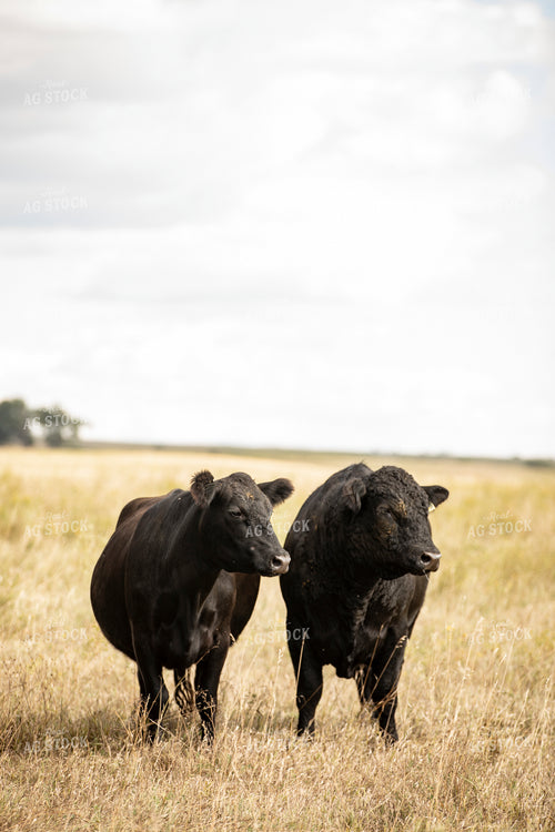 Cattle on Pasture 285094