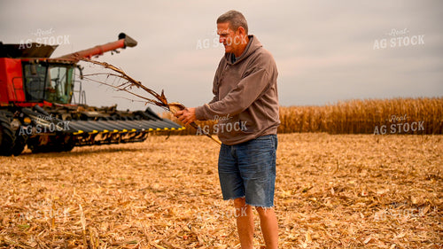 Farmer Looking at Diseased Corn Stalk in Field 25591
