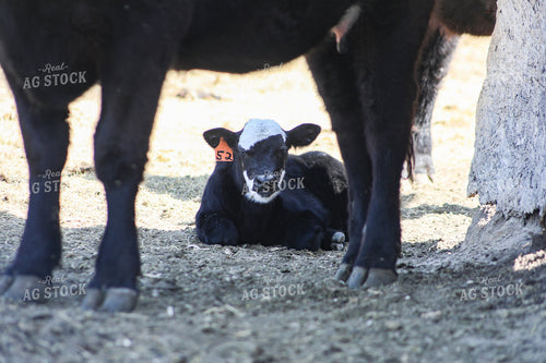 White Faced Calf 117240