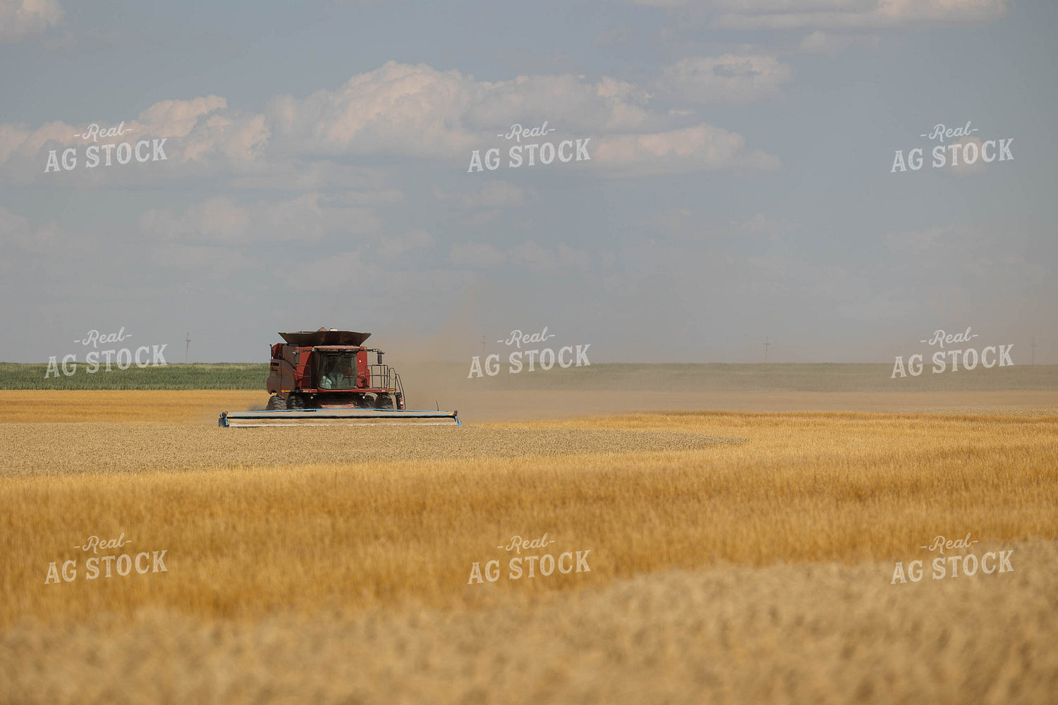Wheat Harvest 303035