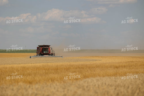 Wheat Harvest 303035