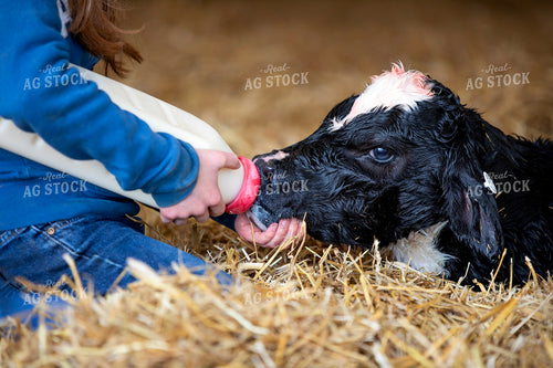 Farm Kid Feeding Dairy Calf 55396