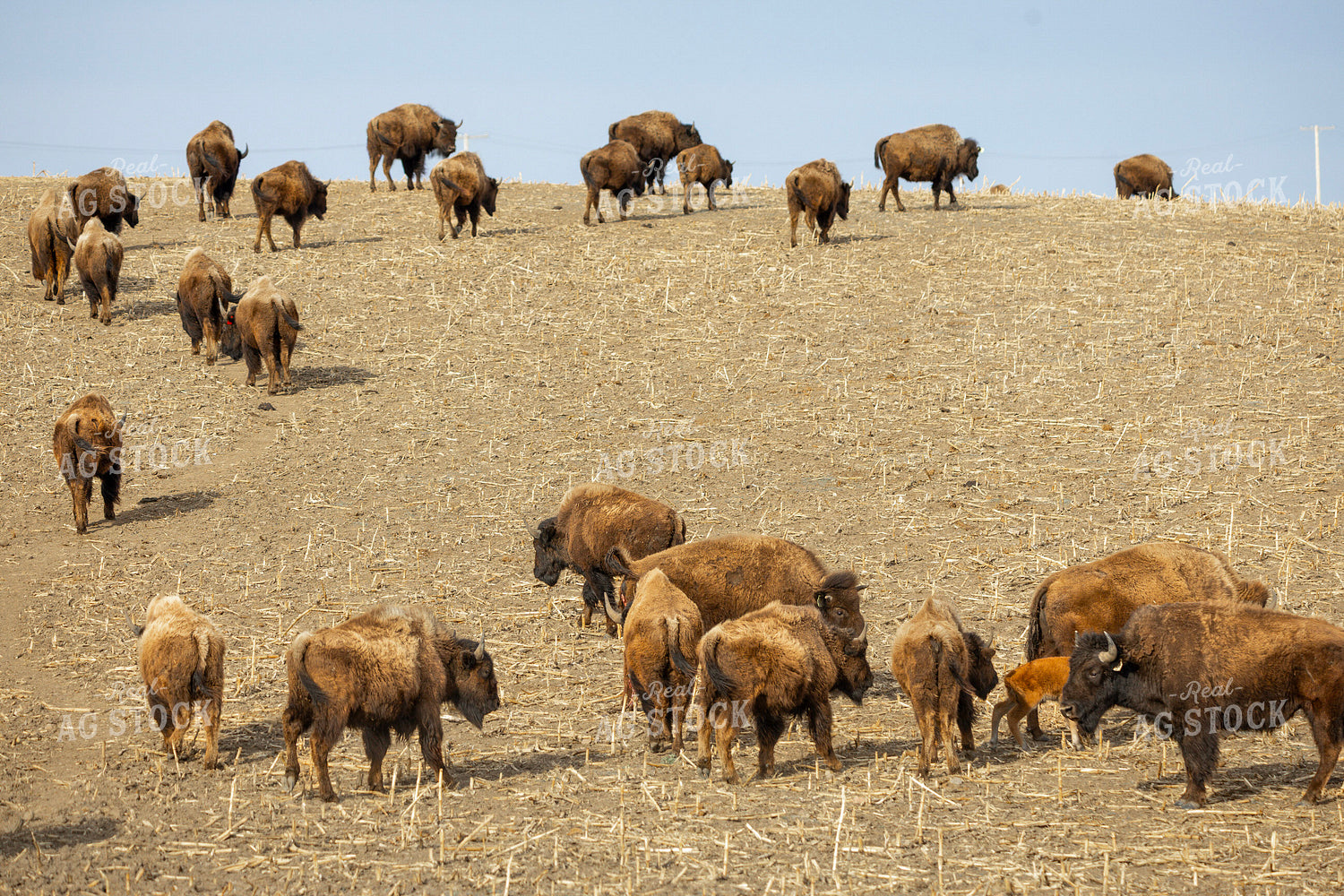 Bison 187136