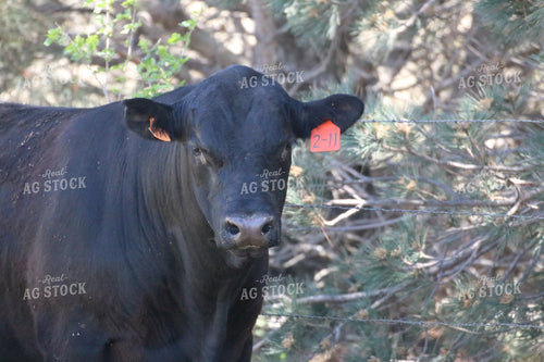 Black Angus Cow 82067