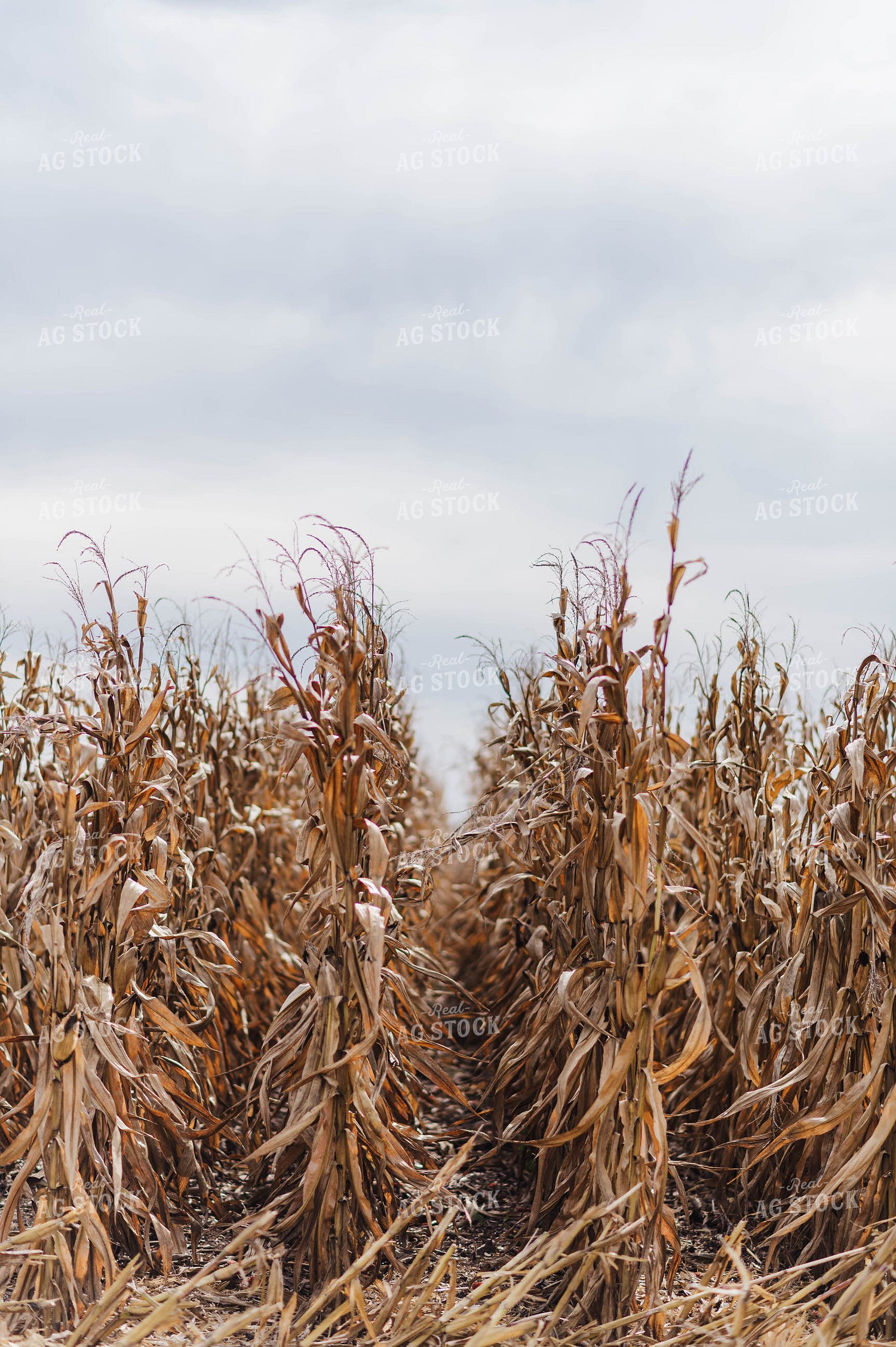 Dried Corn 115116