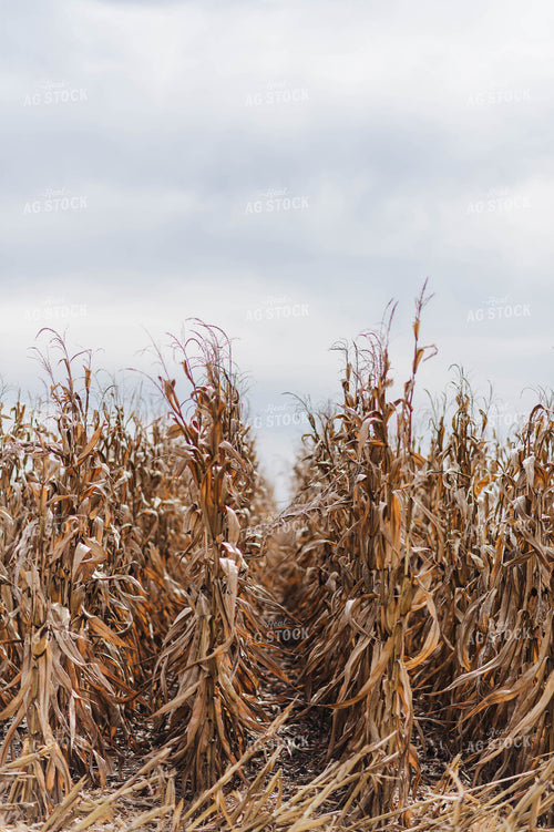 Dried Corn 115116