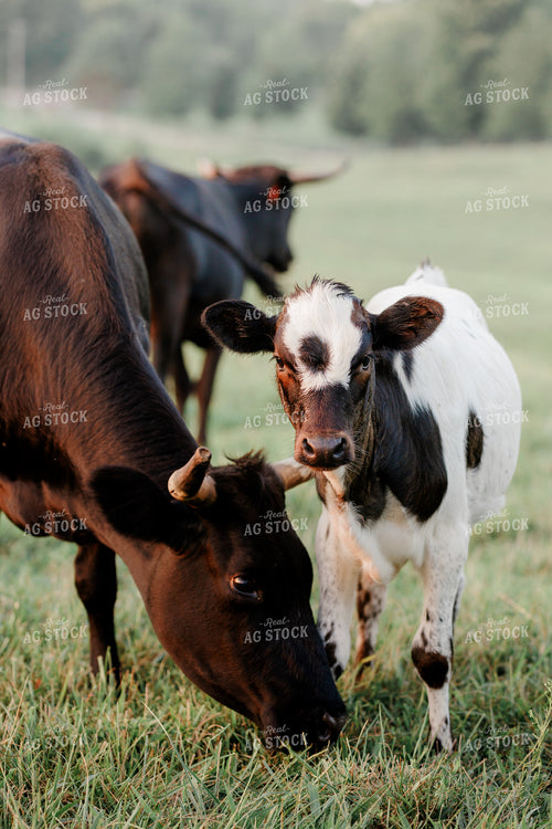 Corriente Cow Calf Pair 278007