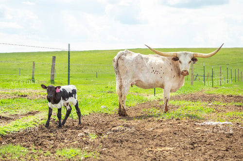 Longhorn Cow Calf Pair 155497