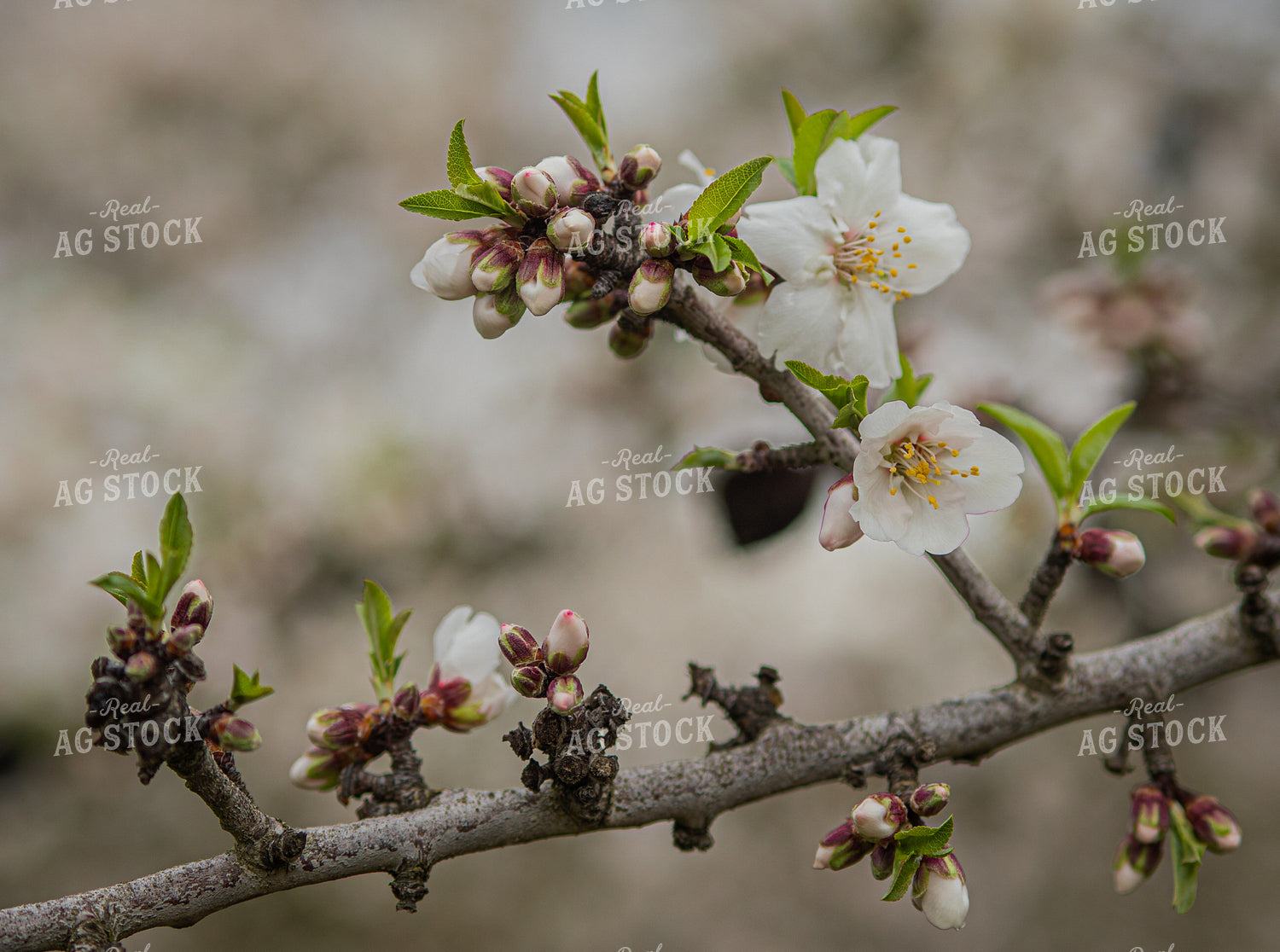 Almond Blooms 180002