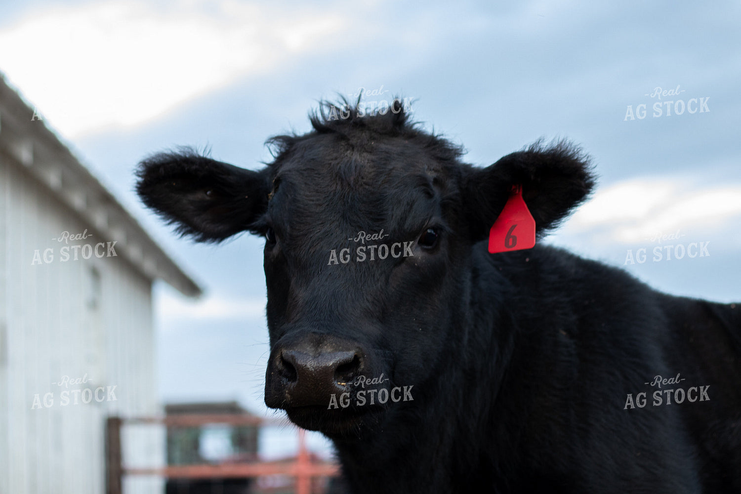 Angus Cattle in Pen 67177