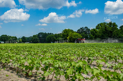 Spreading Dry Fertilizer in Cotton Field 136204