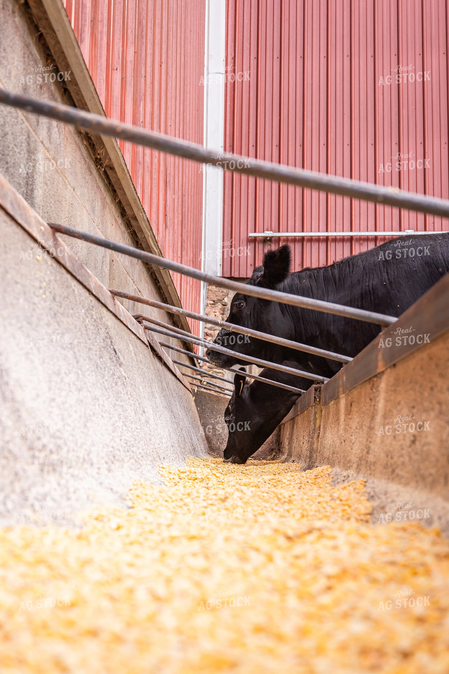 Cattle Eating from Feed Trough 270244