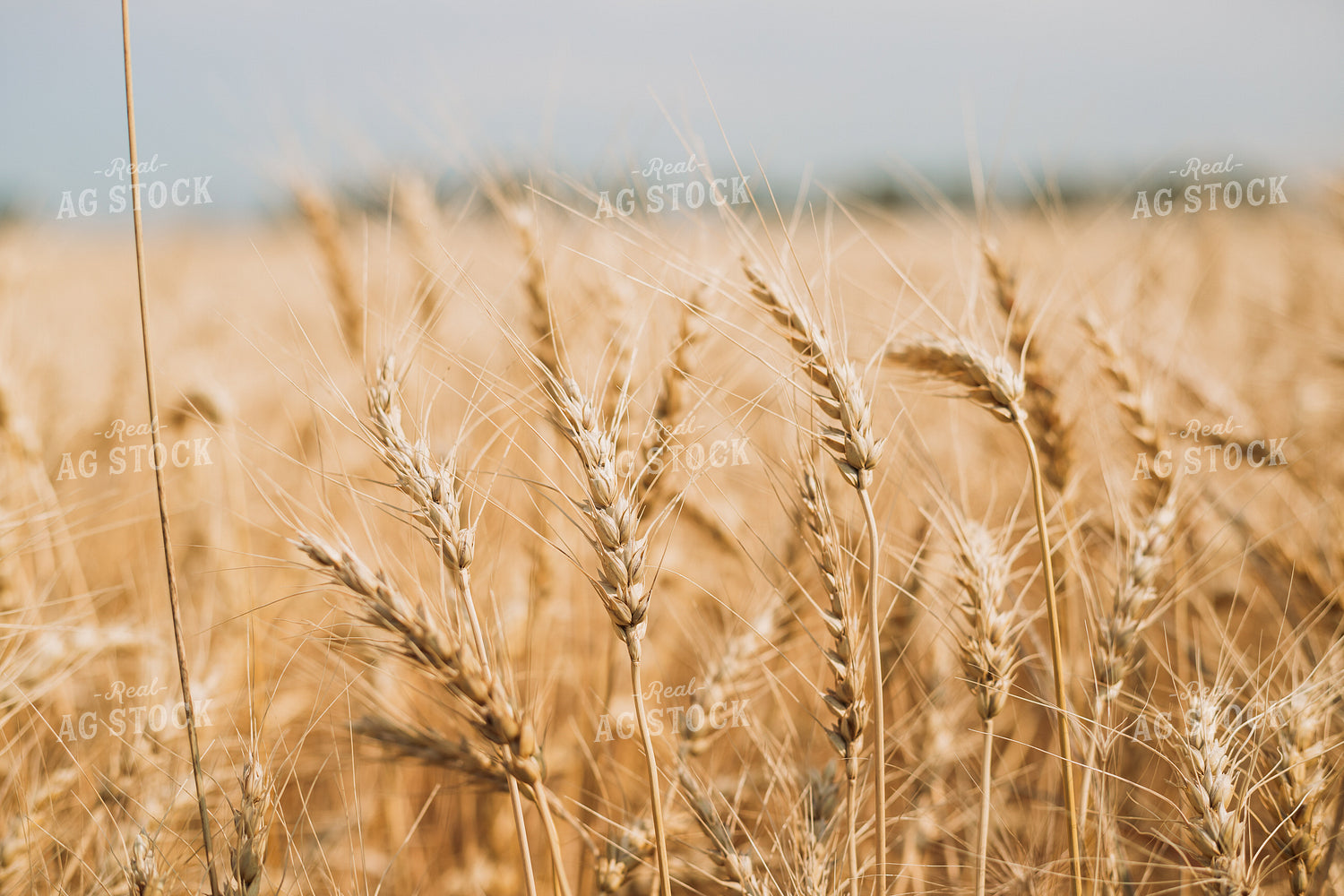 Wheat 204014
