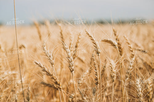 Wheat 204014