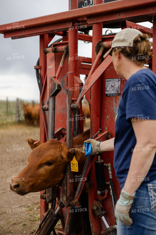 Female Farmer Vaccinating Cattle 97204