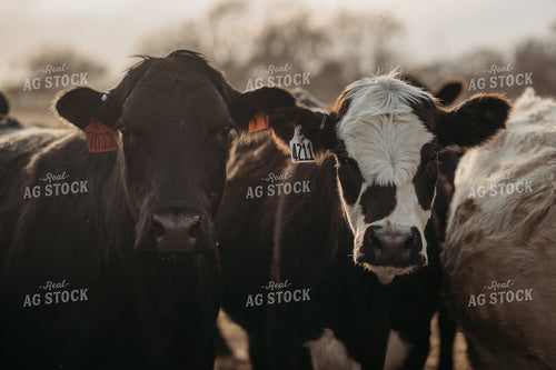 Cattle 196236