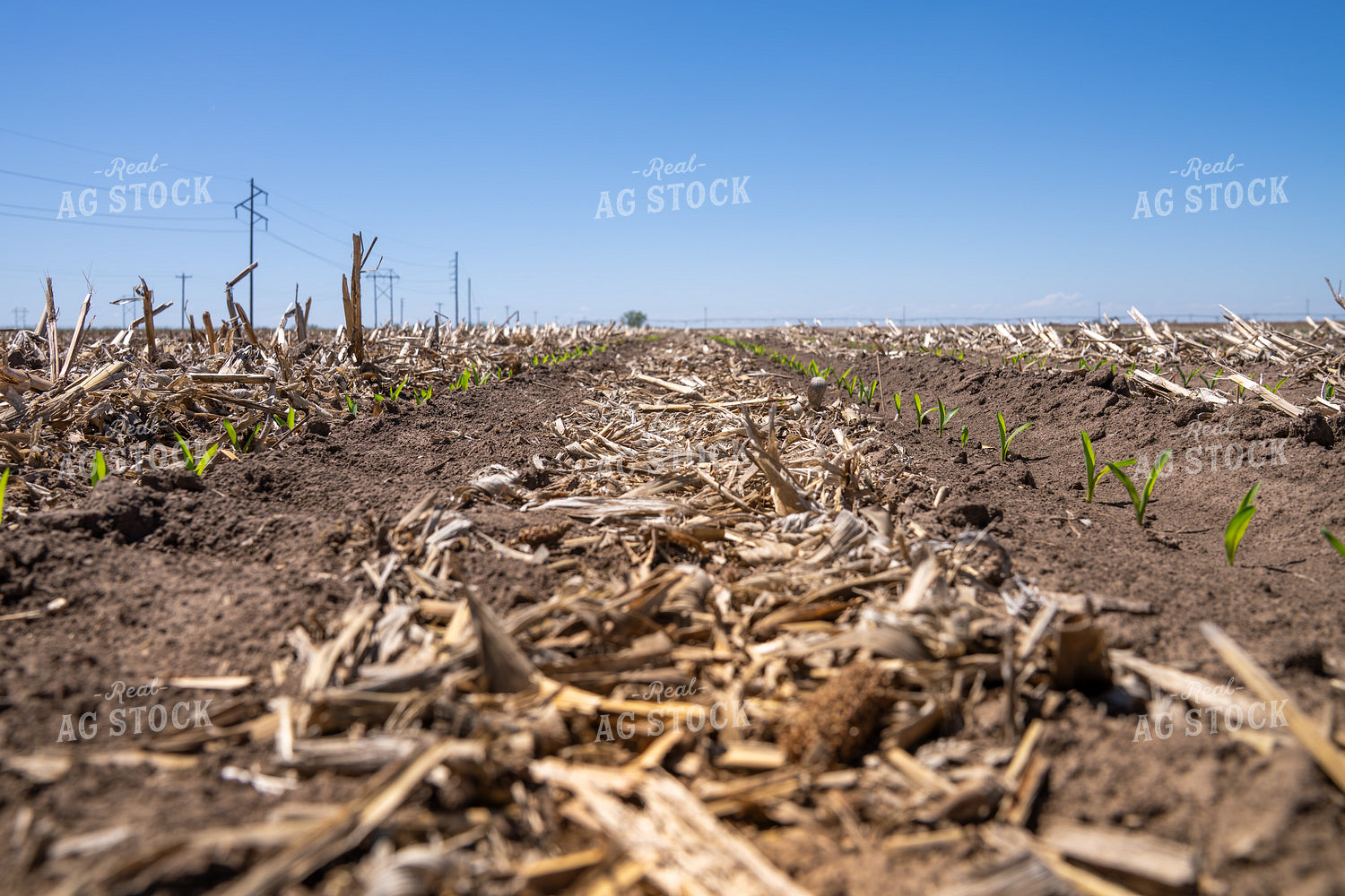 Young Crops Emerging in Rows on a Rural Farmland with Clear Sky 65319