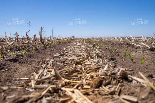 Young Crops Emerging in Rows on a Rural Farmland with Clear Sky 65319