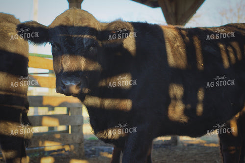 Black Angus Cattle 251105