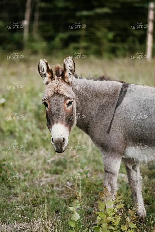 Donkey in Pasture 64029