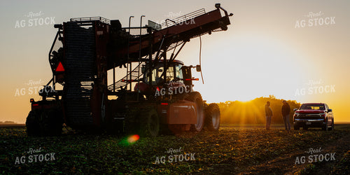 Sugar Beet Harvest 133024