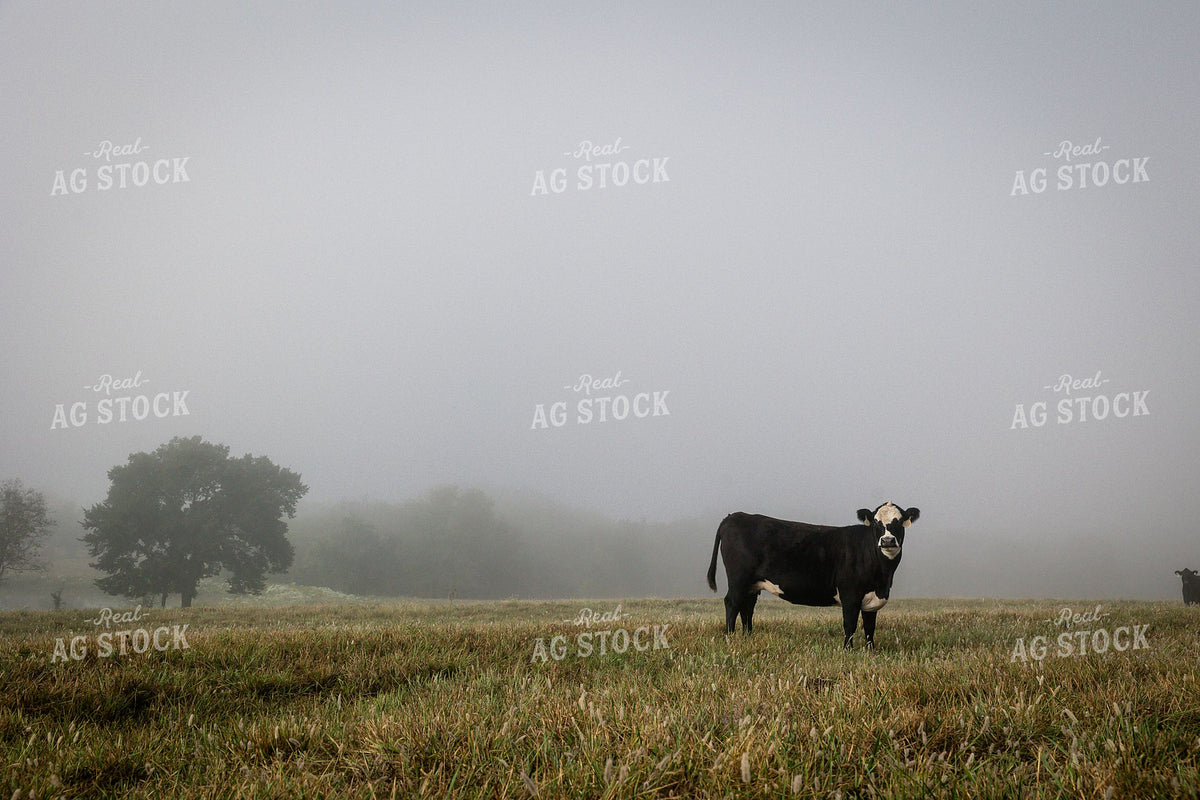 Black Baldy Cow Standing in Foggy Morning Pasture 404025