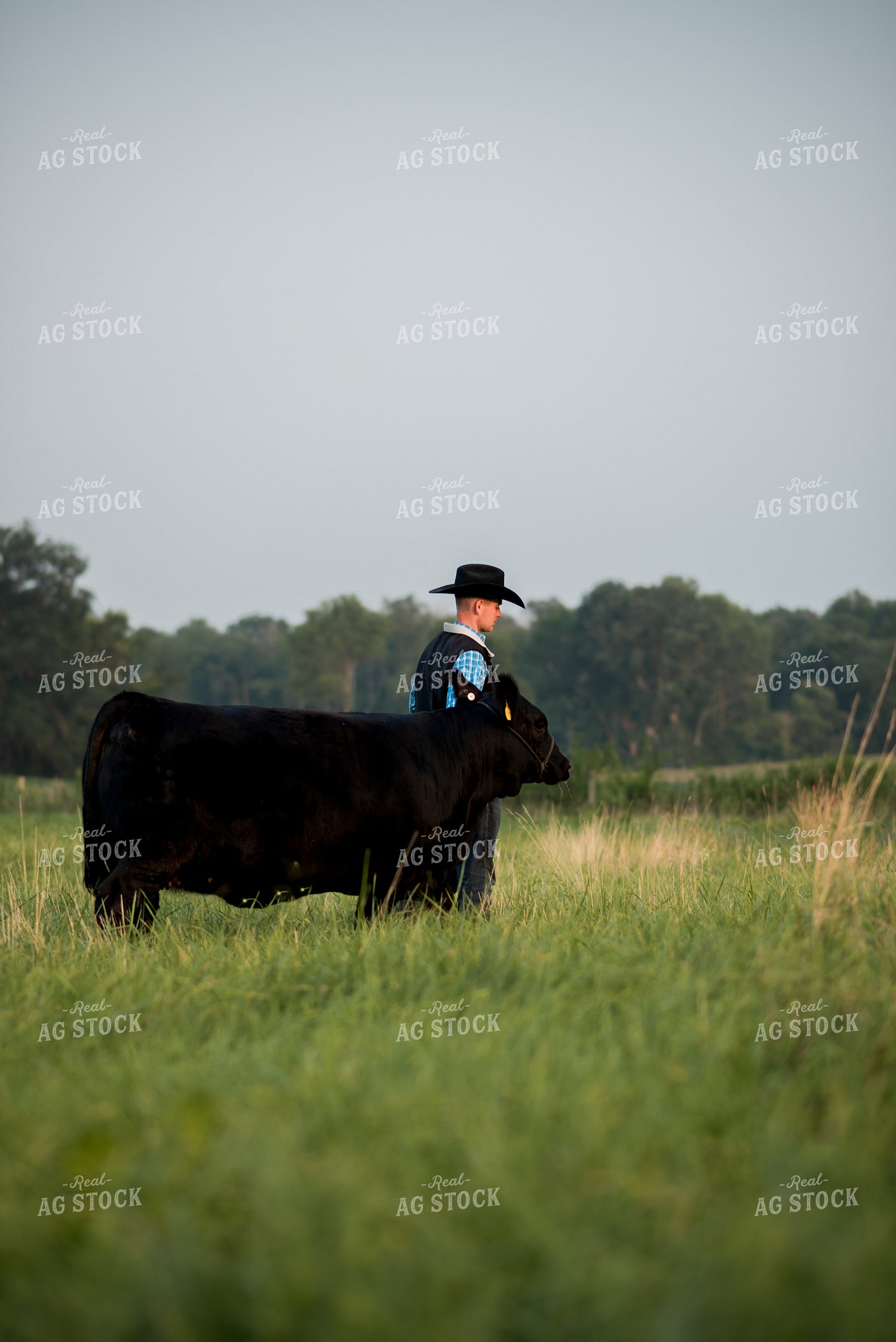 Farm Kid with Show Cow 76740