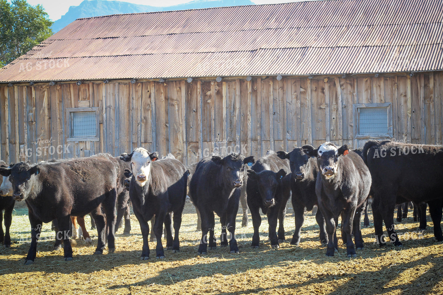 Weaning Angus and Baldy Calves 78151