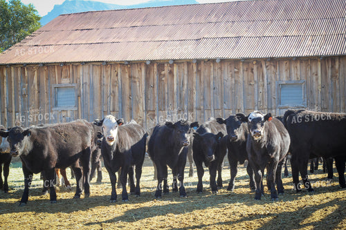 Weaning Angus and Baldy Calves 78151