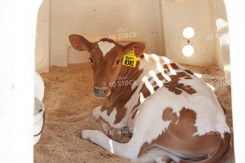 Guernsey Calf 132215