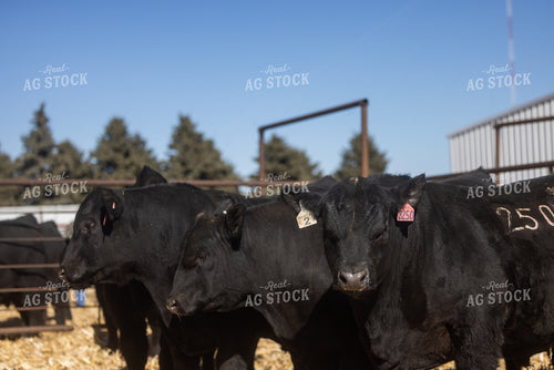 Angus Cattle 72191