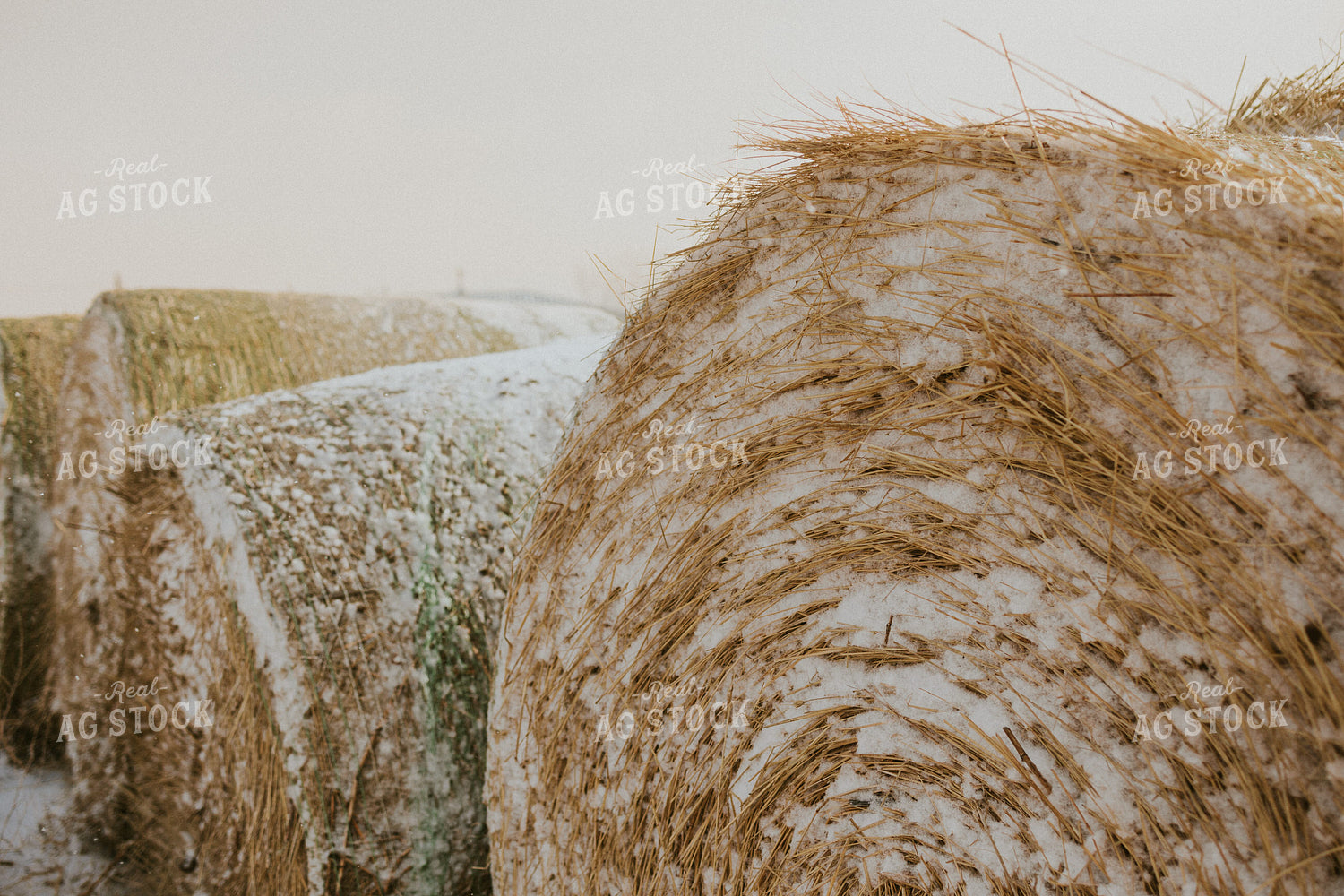 Hay Covered in Snow 61153