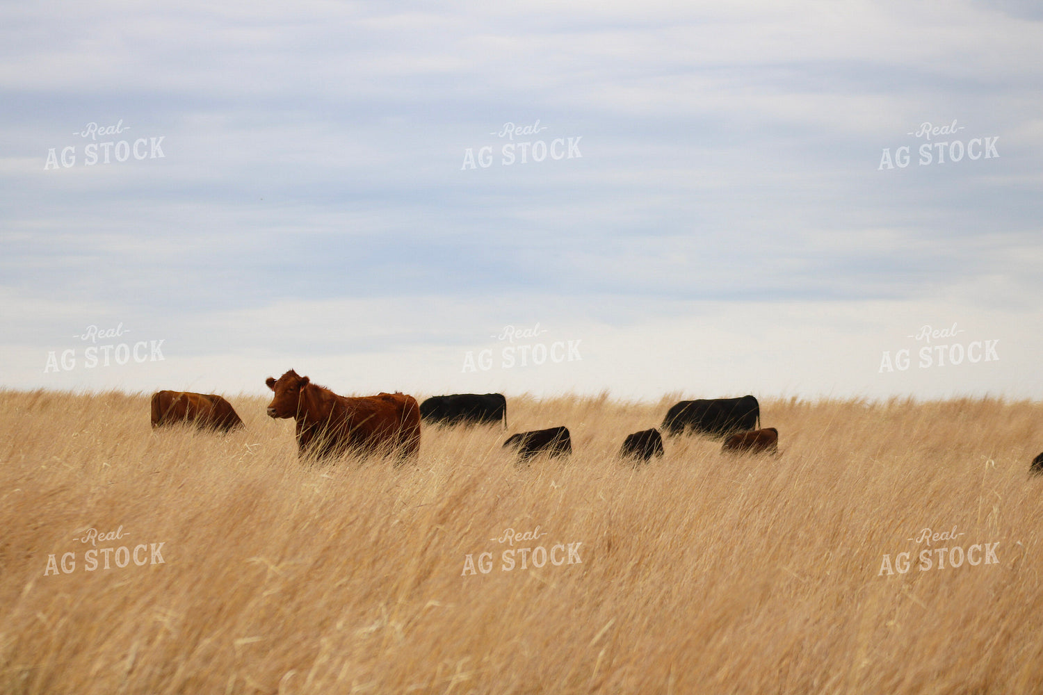 Angus Cow Calf Pairs Grazing 82406