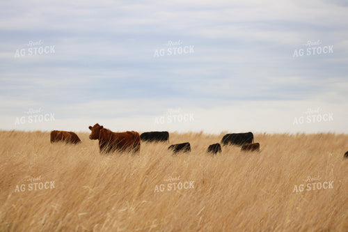 Angus Cow Calf Pairs Grazing 82406