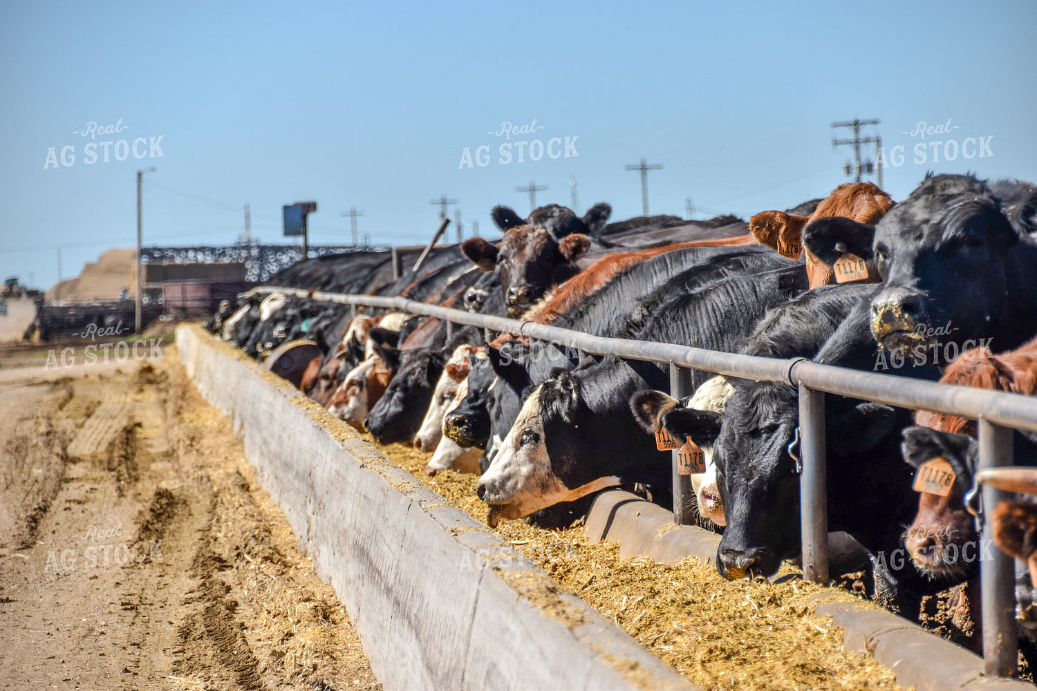 Diverse Cattle Eating From Feed Bunk in Feedlot Pen 56461